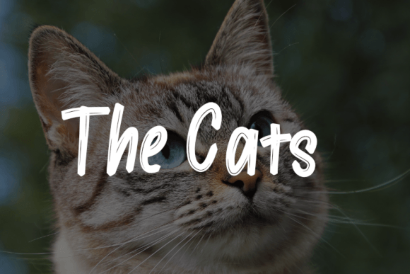 The Cats Font: A Brush-Script Typeface for Handmade Charm